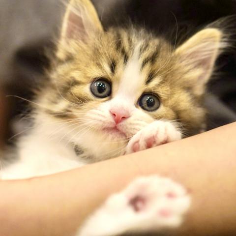 サイベリアンの写真6
