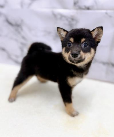 MIXポメラニアン×柴犬【8/30お写真、動画更新!】だいぶ柴寄りの凛々しい顔立ちになってきました!元気いっぱいごはん大好きっこです!の写真6