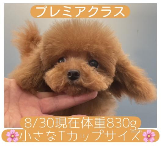 トイプードル【Puppyフェア開催中】ラストサマー特価【190,000円】Tカップサイズ確定の子【プレミアクラス】🌴天才級におトイレを覚えた賢い子🌴【最終特価】