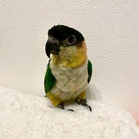 ズグロシロハラインコの写真3