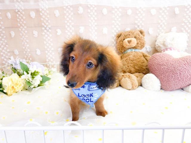 ミニチュアダックスフンドの写真2