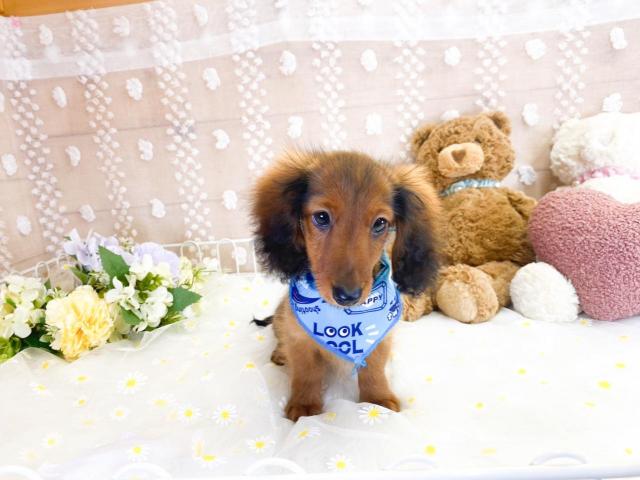 ミニチュアダックスフンドの写真3