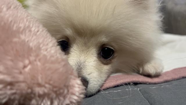 ポメラニアンの写真6
