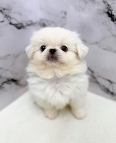 ペキニーズ【動画あり】マルっとモコモコぬいぐるみフォルム♡の写真4