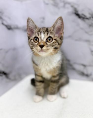 MIX（雑種）ノルウェージャン×マンチカン【動画あり】凛々しい顔立ちの美人猫ミックス！の写真5