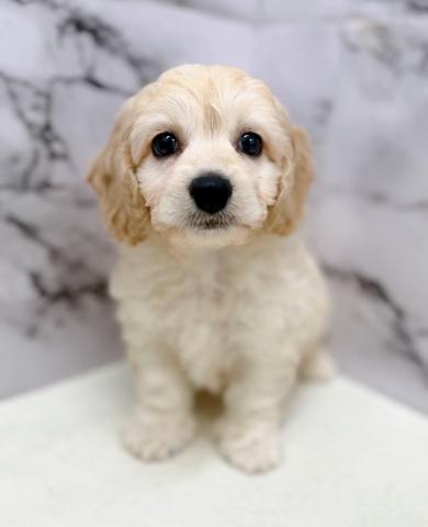 MIXビション×Aコッカー【動画あり】ふわもこ♡癒されたいならこの子！の写真3
