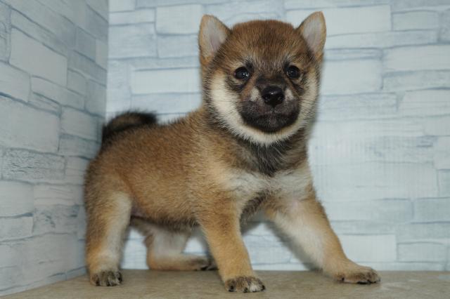 柴犬(260819)の写真4