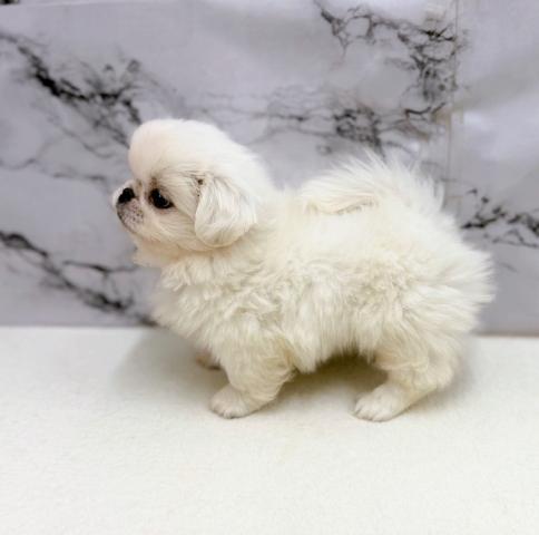 ペキニーズ【動画あり】マルっとモコモコぬいぐるみフォルム♡の写真6