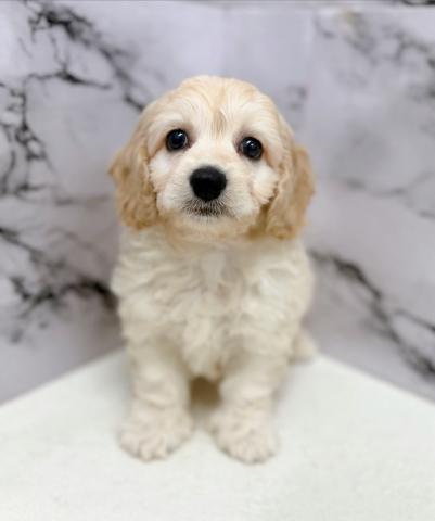 MIXビション×Aコッカー【動画あり】ふわもこ♡癒されたいならこの子！の写真2