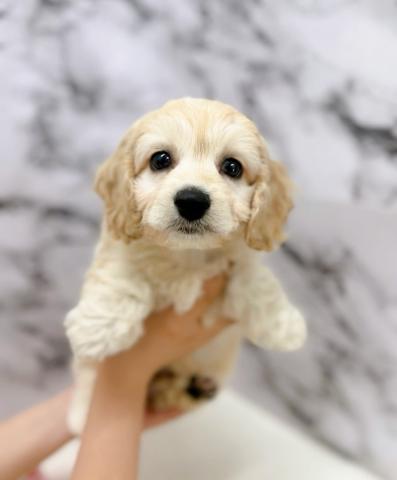 MIXビション×Aコッカー【動画あり】ふわもこ♡癒されたいならこの子！の写真5