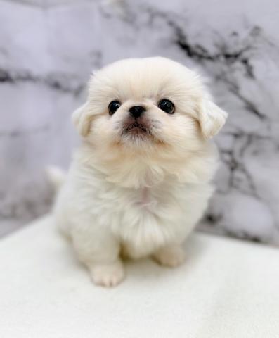 ペキニーズ【動画あり】マルっとモコモコぬいぐるみフォルム♡の写真3