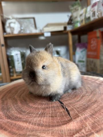 ネザーランドドワーフ