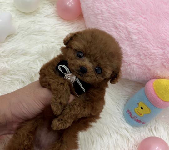 トイプードル🫧ティーカッププードル🫧