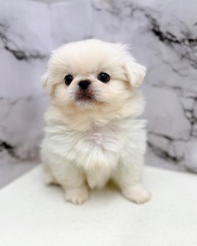 ペキニーズ【動画あり】マルっとモコモコぬいぐるみフォルム♡の写真5