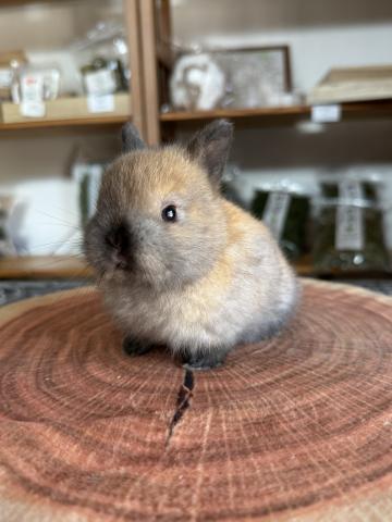 ネザーランドドワーフ