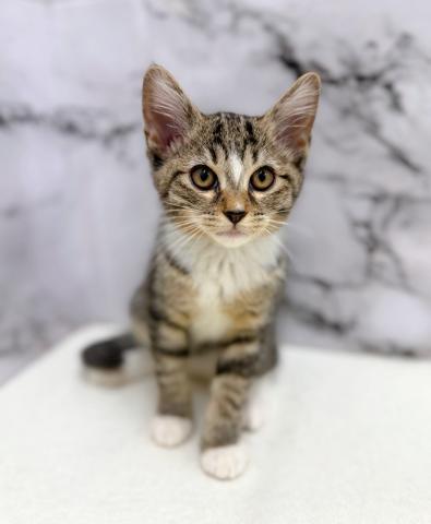 MIX（雑種）ノルウェージャン×マンチカン【動画あり】凛々しい顔立ちの美人猫ミックス！の写真4