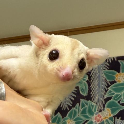 クリミノposプラチナ