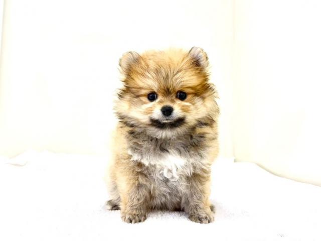 ポメラニアン132の写真3