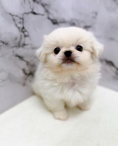 ペキニーズ【動画あり】マルっとモコモコぬいぐるみフォルム♡の写真2