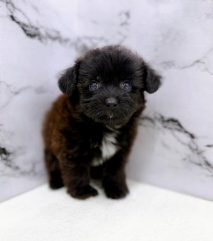 MIXトイプードル×シーズー【動画あり】真っ黒プーズーちゃん♡くりくりの瞳に釘付けの写真3