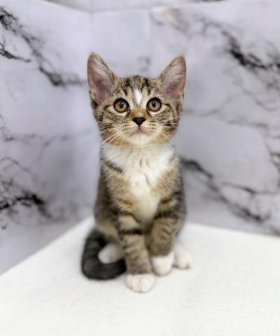 MIX（雑種）ノルウェージャン×マンチカン【動画あり】凛々しい顔立ちの美人猫ミックス！の写真3
