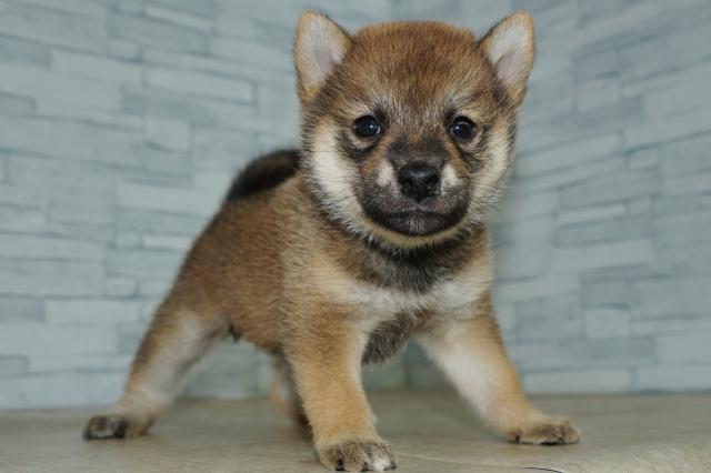 柴犬(260819)の写真3
