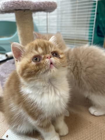 エキゾチックショートヘアー