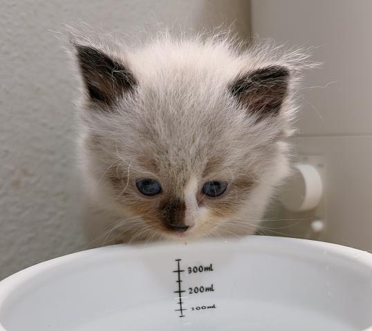 サイベリアンの写真5