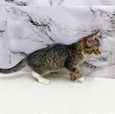 MIX（雑種）ノルウェージャン×マンチカン【動画あり】凛々しい顔立ちの美人猫ミックス！の写真6