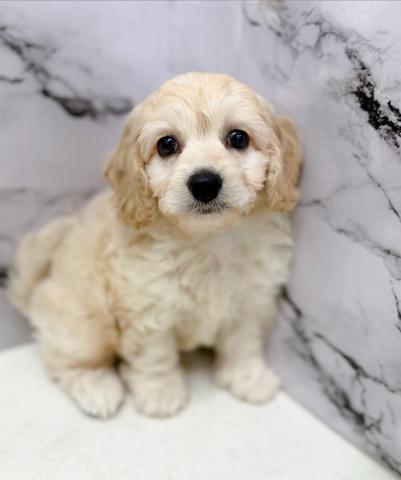 MIXビション×Aコッカー【動画あり】ふわもこ♡癒されたいならこの子！の写真6