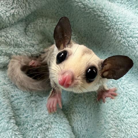 プラチナ