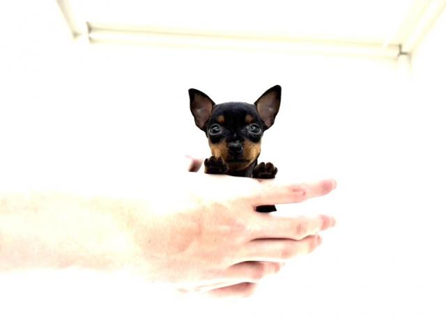 ミニチュアピンシャー508の写真3