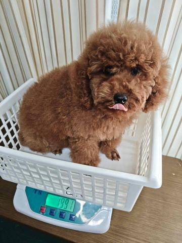 トイプードル