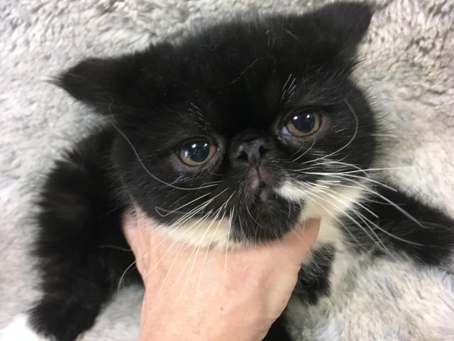 エキゾチックショートヘアー