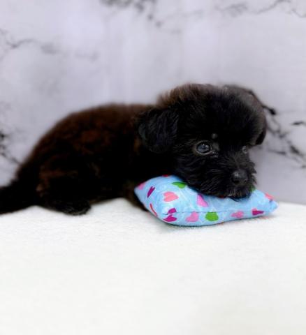 MIXトイプードル×シーズー【動画あり】真っ黒プーズーちゃん♡くりくりの瞳に釘付けの写真6
