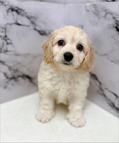 MIXビション×Aコッカー【動画あり】ふわもこ♡癒されたいならこの子！の写真4