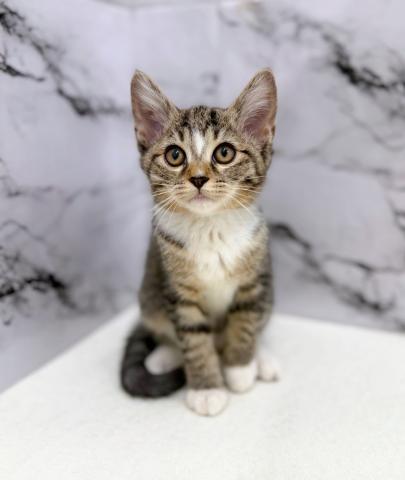MIX（雑種）ノルウェージャン×マンチカン【動画あり】凛々しい顔立ちの美人猫ミックス！の写真2