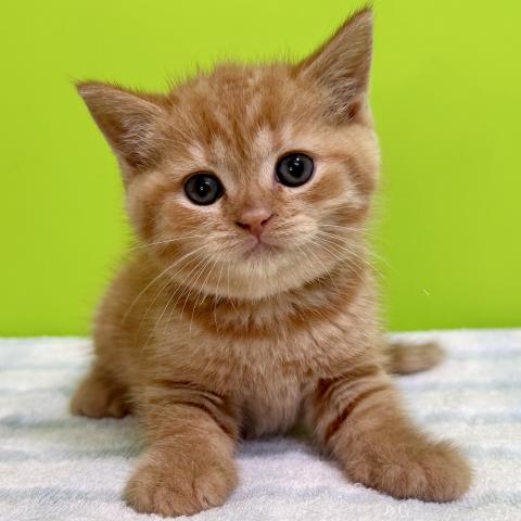 ブリティッシュショートヘア
