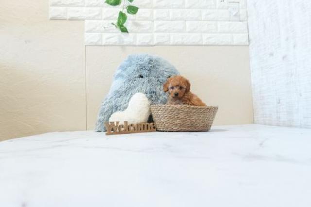 トイプードルトイ（6242）