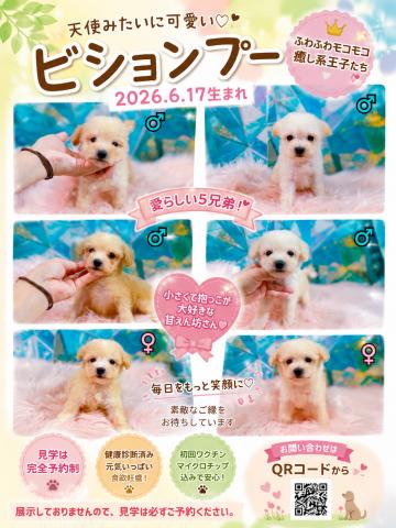 MIXビションプー