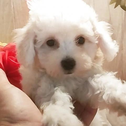 ビションフリーゼ