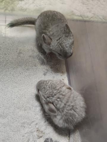 チンチラの写真（大阪府）