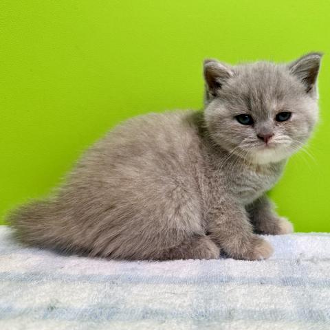 ブリティッシュショートヘア