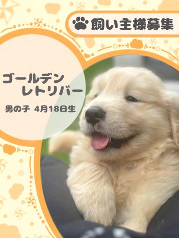 ゴールデンレトリーバー