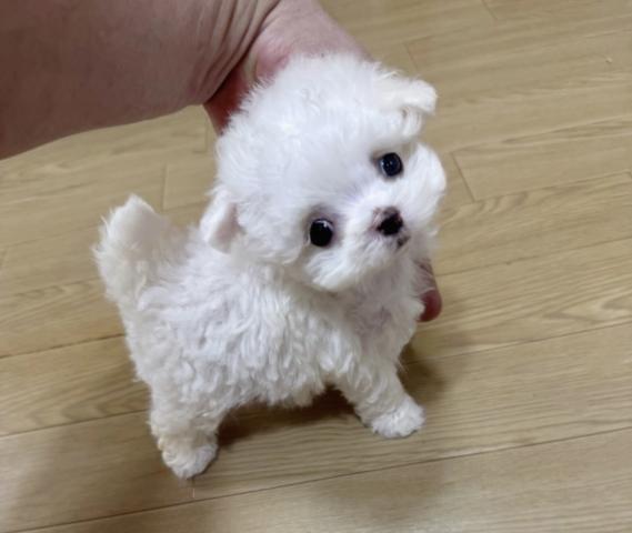 マルチーズ❤️童話の世界のぬいぐるみみたいな可愛いベビーー❤️の写真（東京都）