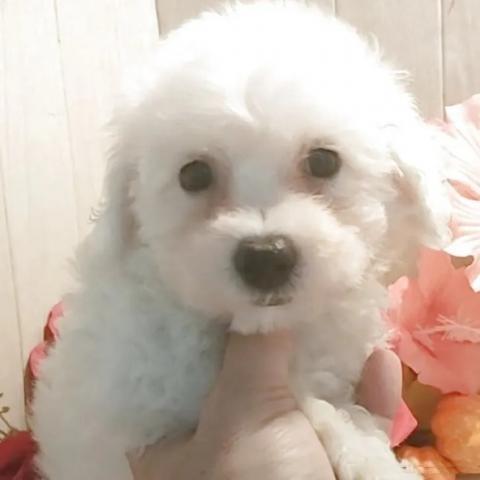ビションフリーゼ