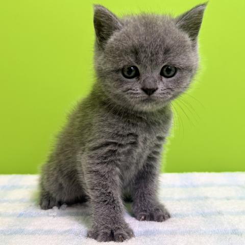ブリティッシュショートヘア