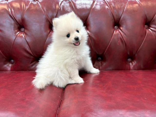 ポメラニアン