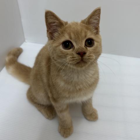 スコティッシュフォールド