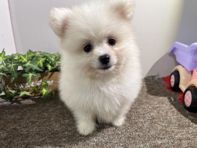 MIX